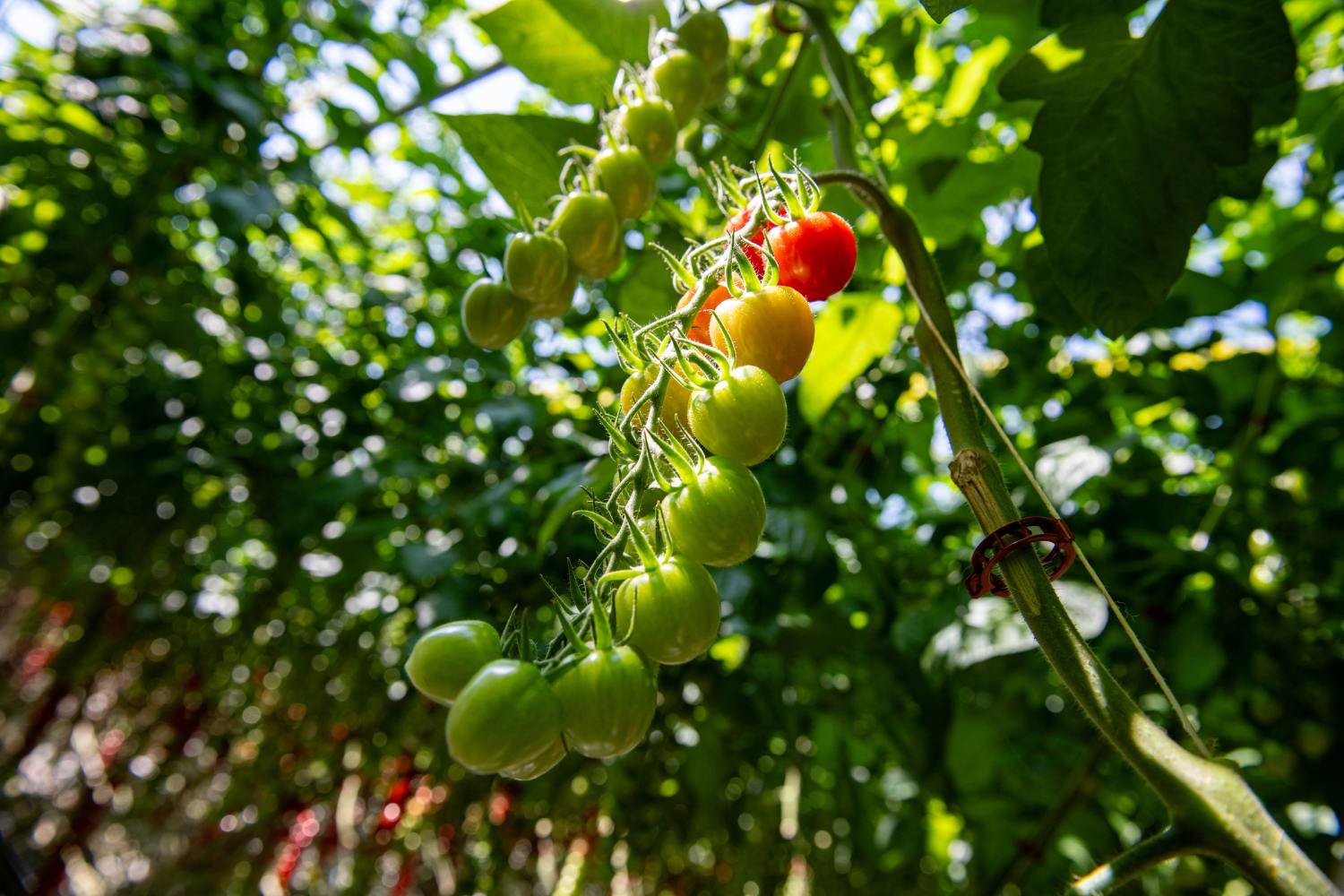 tomatoes on a vine