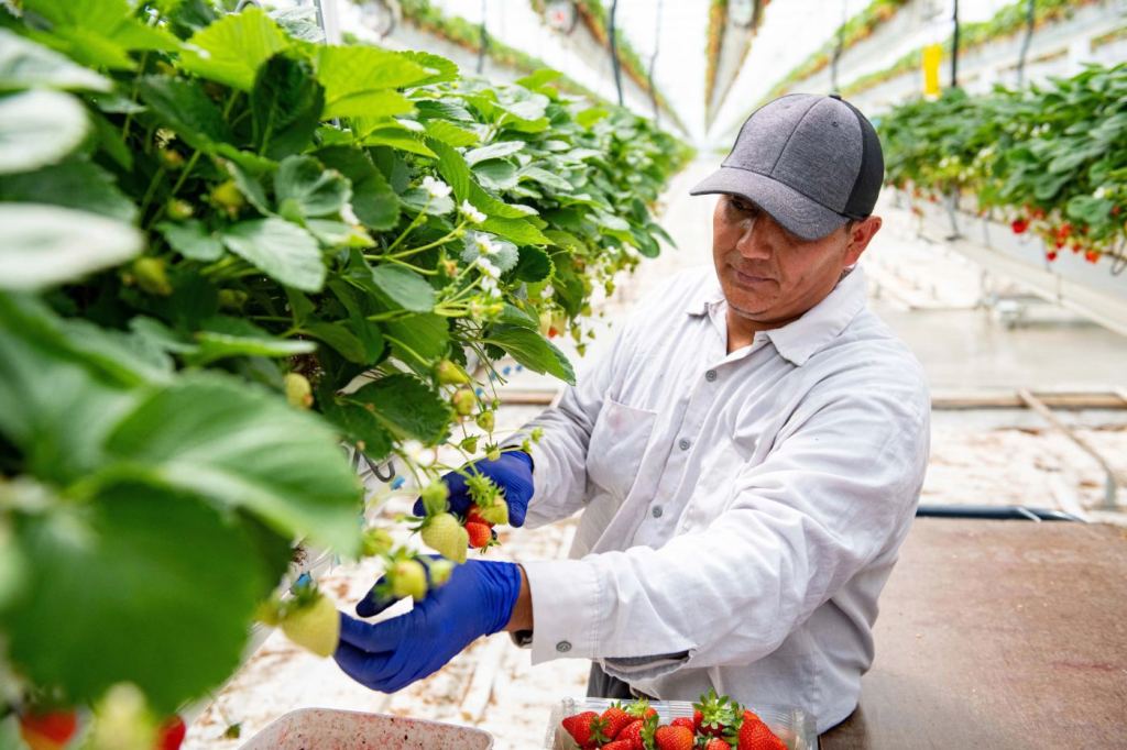 Grower picking strawberries