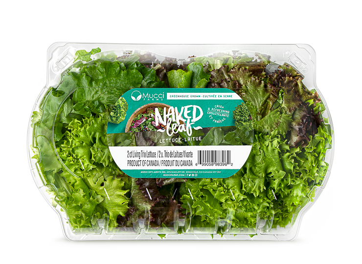 Mucci lettuce