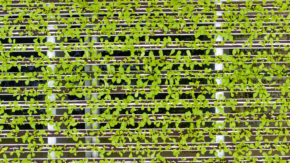 Macon Greenhouse